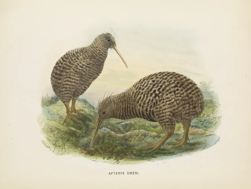 Apteryx Oweni Wall Art by John Gerrard Keulemans - High-Resolution Digital Print