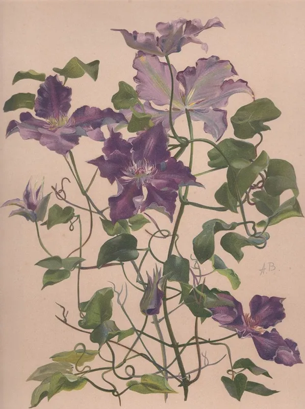 Aquarelle Dune Clematite A Grandes Fleurs Wall Art by Alice Bailly - High-Resolution Digital Print