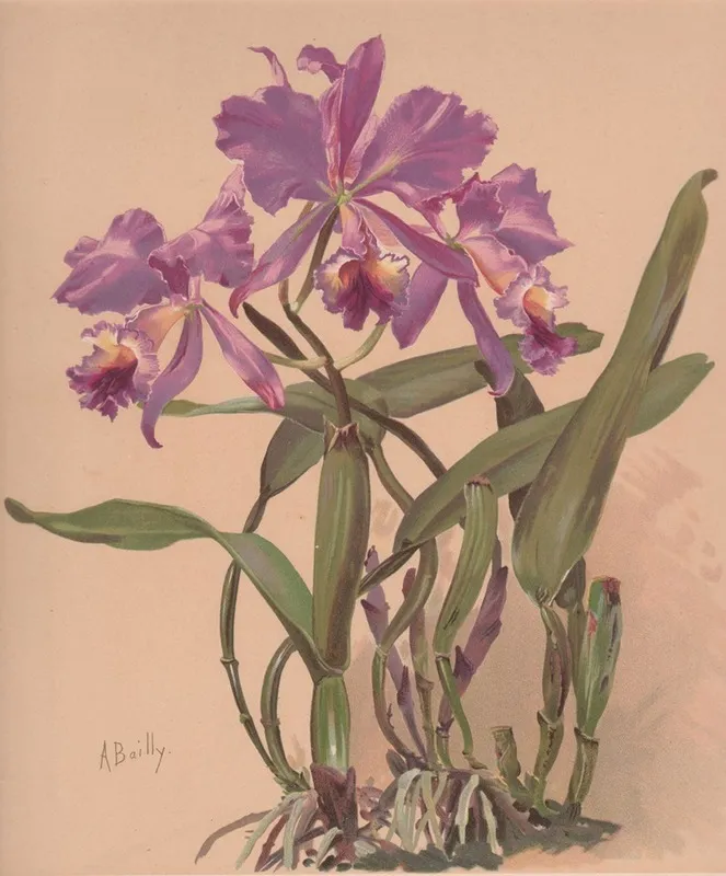 Aquarelle Dune Orchidee Du Genre Cattleya Wall Art by Alice Bailly - High-Resolution Digital Print