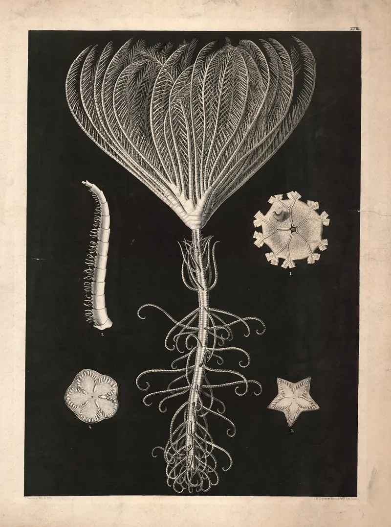 Aquatic Animals Wall Art by Isaac Wilhelm Tegner - High-Resolution Digital Print