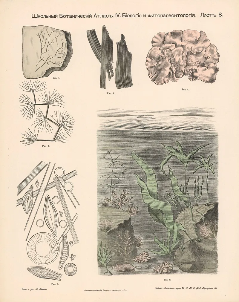 Aquatic Plants Fossils Wall Art by Alexander-Paul Henckel - High-Resolution Digital Print