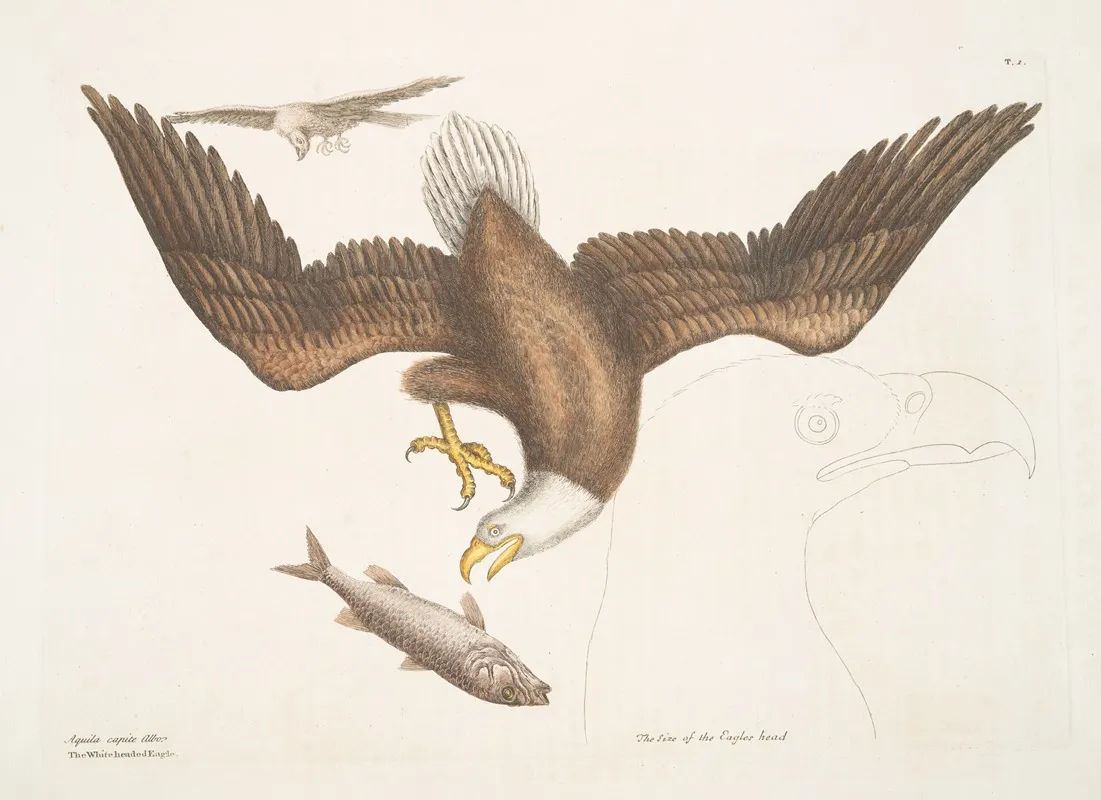 Aquila Capite Albo The White Headed Eagle The Size Of The Eagle Head Wall Art by Mark Catesby - High-Resolution Digital Print