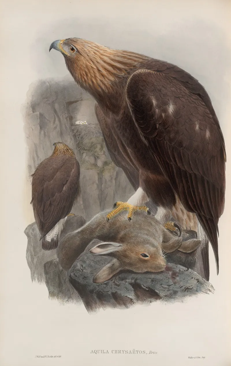 Aquila Chrysaetos Golden Eagle Wall Art by John Gould - High-Resolution Digital Print