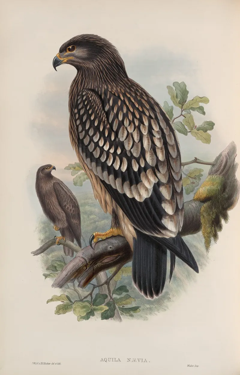 Aquila Naevia Spotted Eagle Wall Art by John Gould - High-Resolution Digital Print