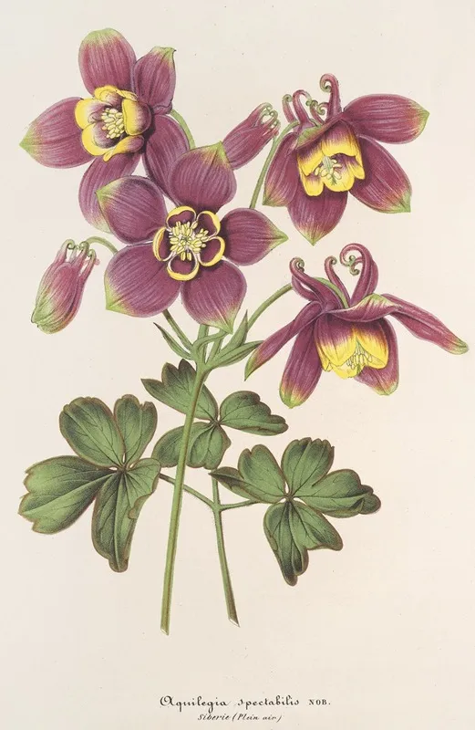 Aquilegia Spectabilis Wall Art by Charles Antoine Lemaire - High-Resolution Digital Print