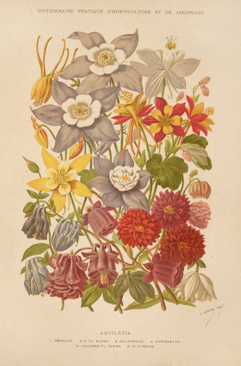 Aquilegia Wall Art by George Nicholson - High-Resolution Digital Print