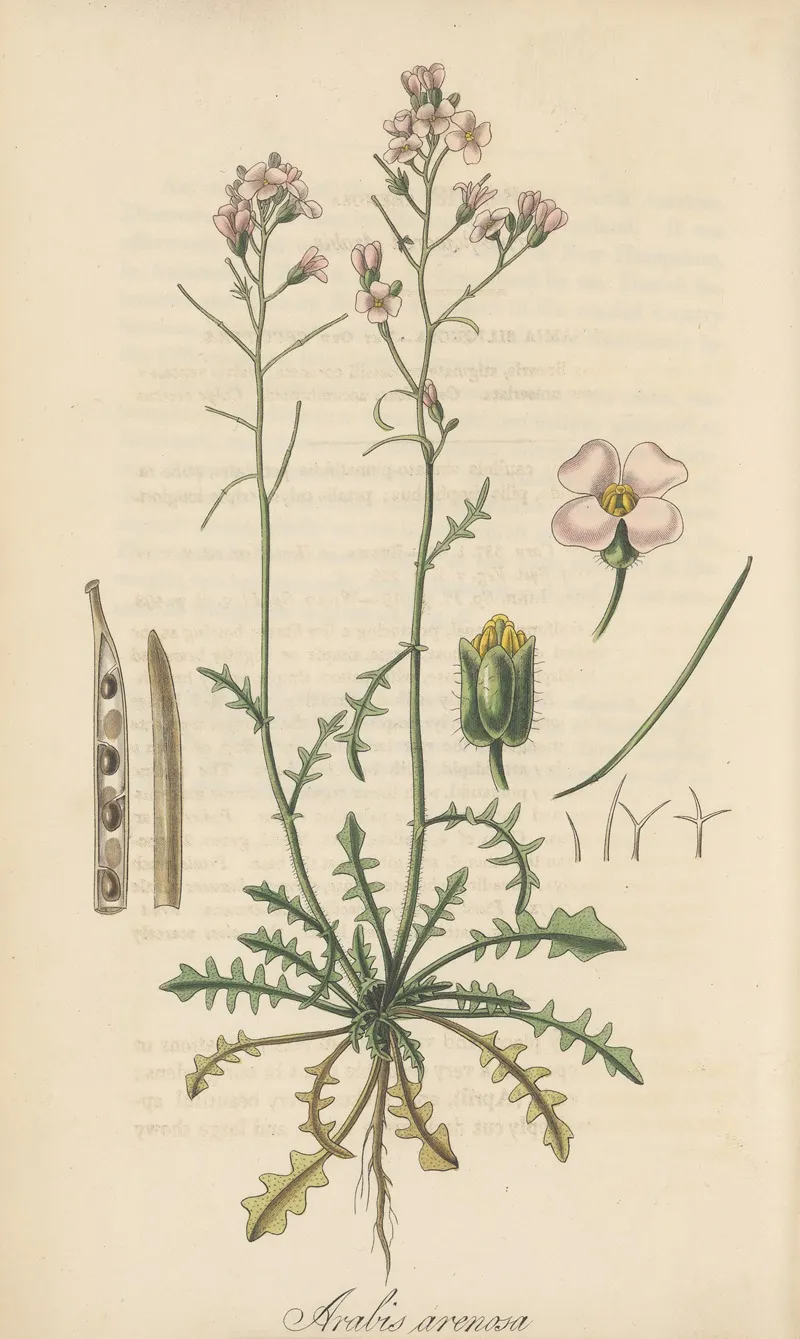 Arabis Arenosa Wall Art by William Jackson Hooker - High-Resolution Digital Print