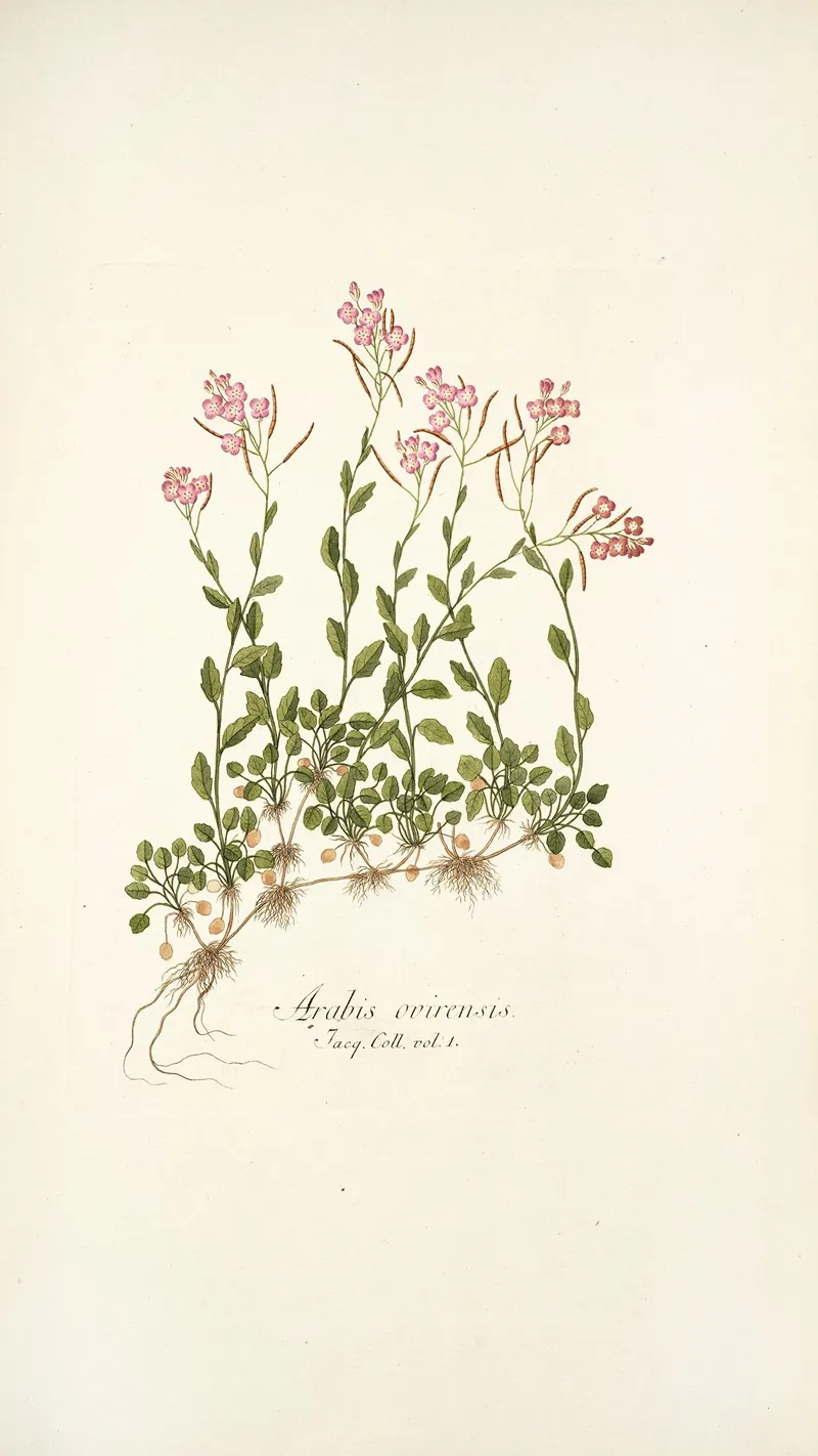 Arabis Ovirensis Wall Art by Nikolaus Joseph Freiherr von Jacquin - High-Resolution Digital Print