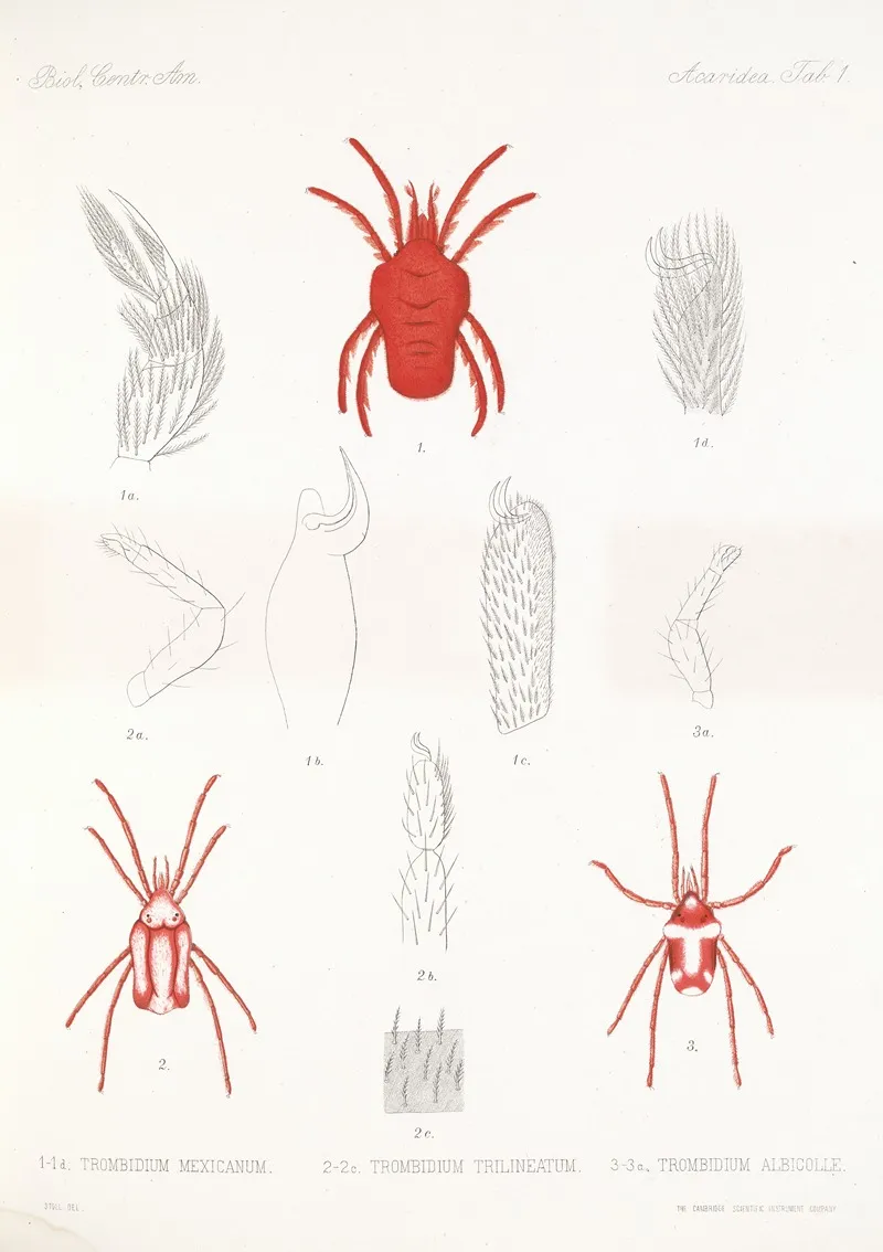 Arachnida Acaridea Pl 01 Wall Art by Frederick DuCane Godman - High-Resolution Digital Print