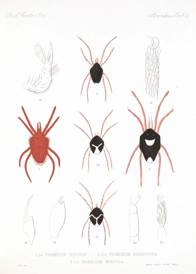Arachnida Acaridea Pl 02 Wall Art by Frederick DuCane Godman - High-Resolution Digital Print