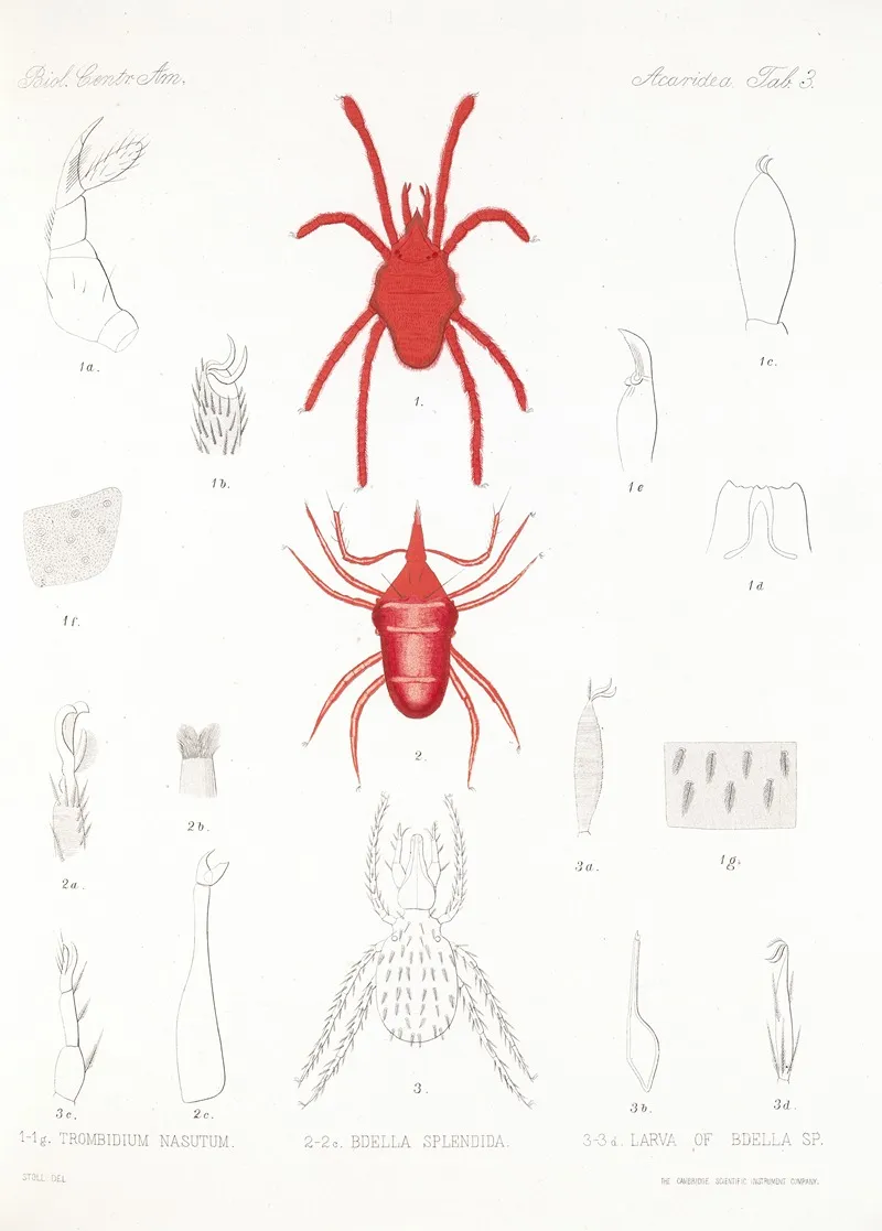Arachnida Acaridea Pl 03 Wall Art by Frederick DuCane Godman - High-Resolution Digital Print