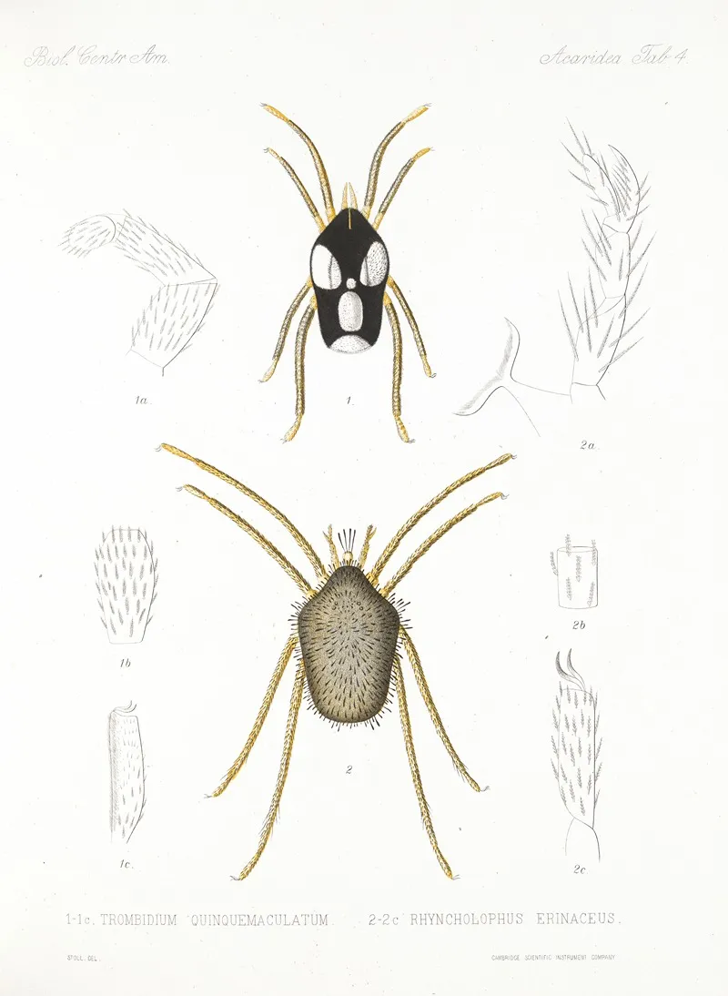 Arachnida Acaridea Pl 04 Wall Art by Frederick DuCane Godman - High-Resolution Digital Print