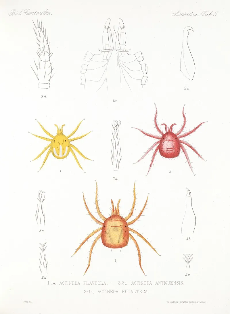 Arachnida Acaridea Pl 05 Wall Art by Frederick DuCane Godman - High-Resolution Digital Print