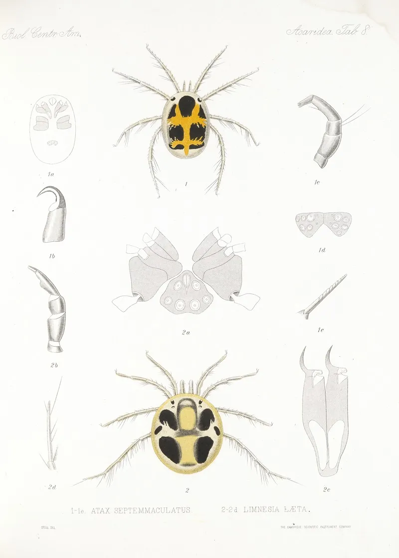Arachnida Acaridea Pl 08 Wall Art by Frederick DuCane Godman - High-Resolution Digital Print