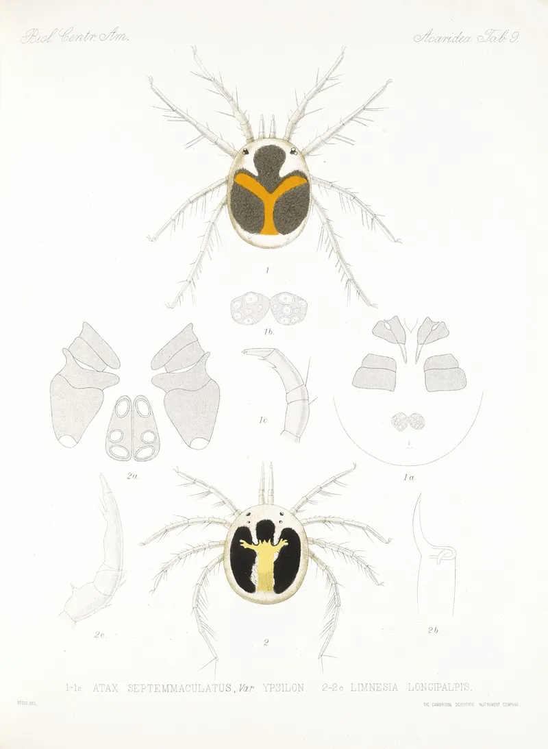 Arachnida Acaridea Pl 09 Wall Art by Frederick DuCane Godman - High-Resolution Digital Print
