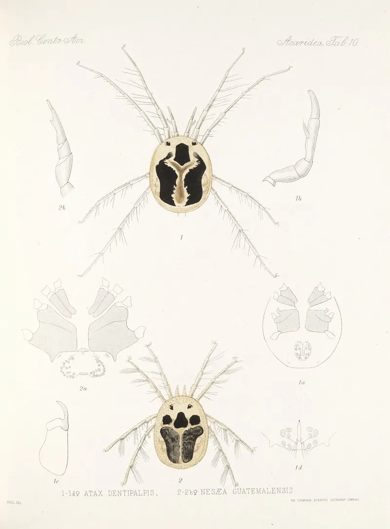 Arachnida Acaridea Pl 10 Wall Art by Frederick DuCane Godman - High-Resolution Digital Print