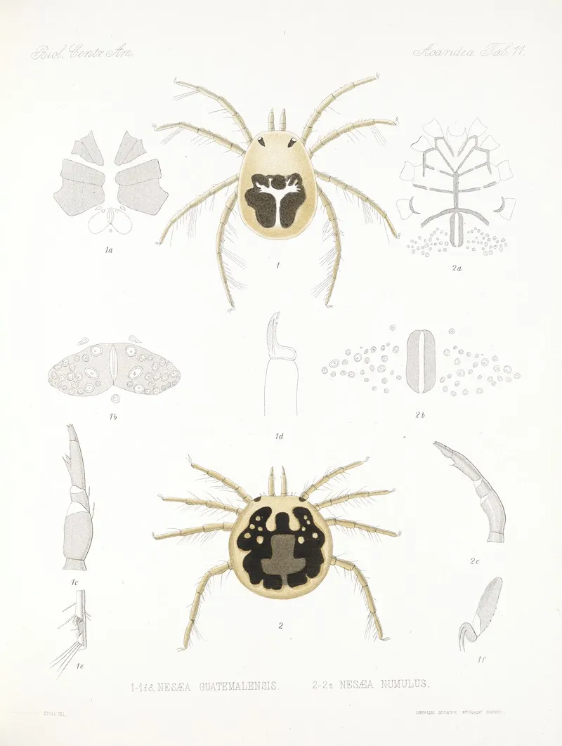 Arachnida Acaridea Pl 11 Wall Art by Frederick DuCane Godman - High-Resolution Digital Print