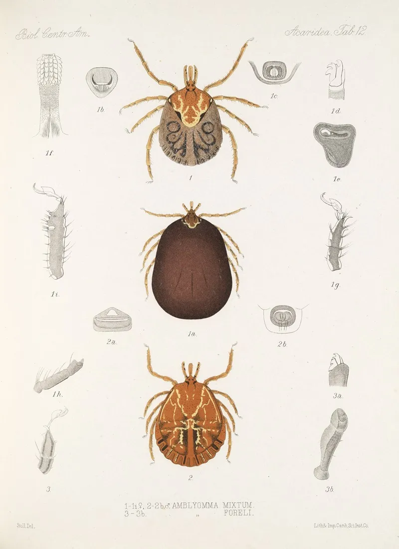 Arachnida Acaridea Pl 12 Wall Art by Frederick DuCane Godman - High-Resolution Digital Print