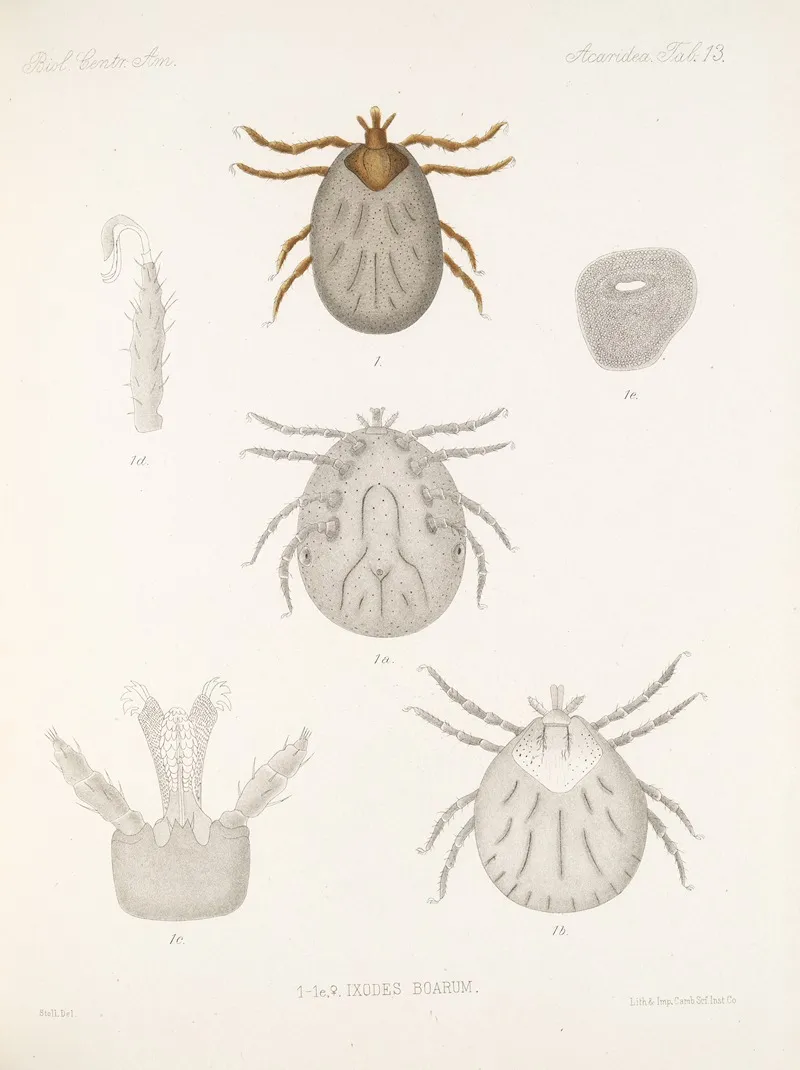 Arachnida Acaridea Pl 13 Wall Art by Frederick DuCane Godman - High-Resolution Digital Print