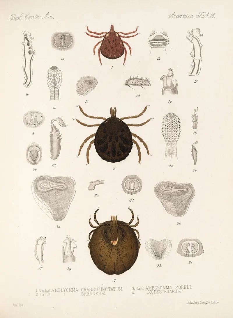 Arachnida Acaridea Pl 14 Wall Art by Frederick DuCane Godman - High-Resolution Digital Print