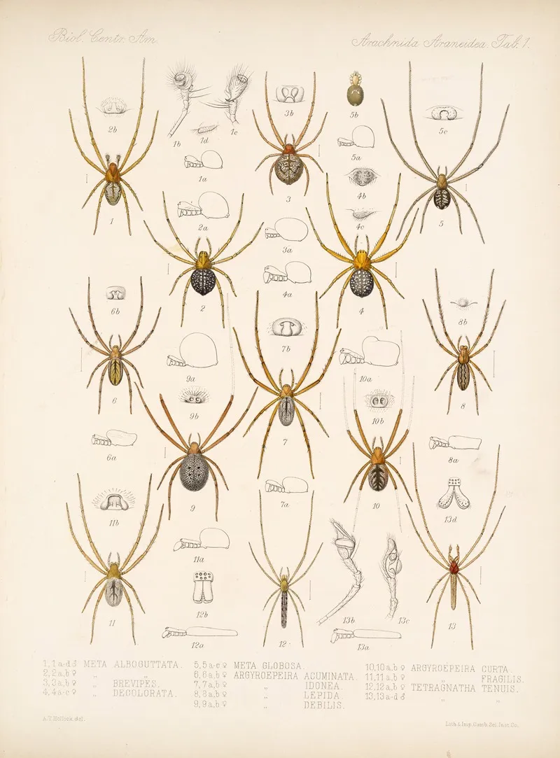 Arachnida Araneidea Pl 01 Wall Art by Frederick DuCane Godman - High-Resolution Digital Print