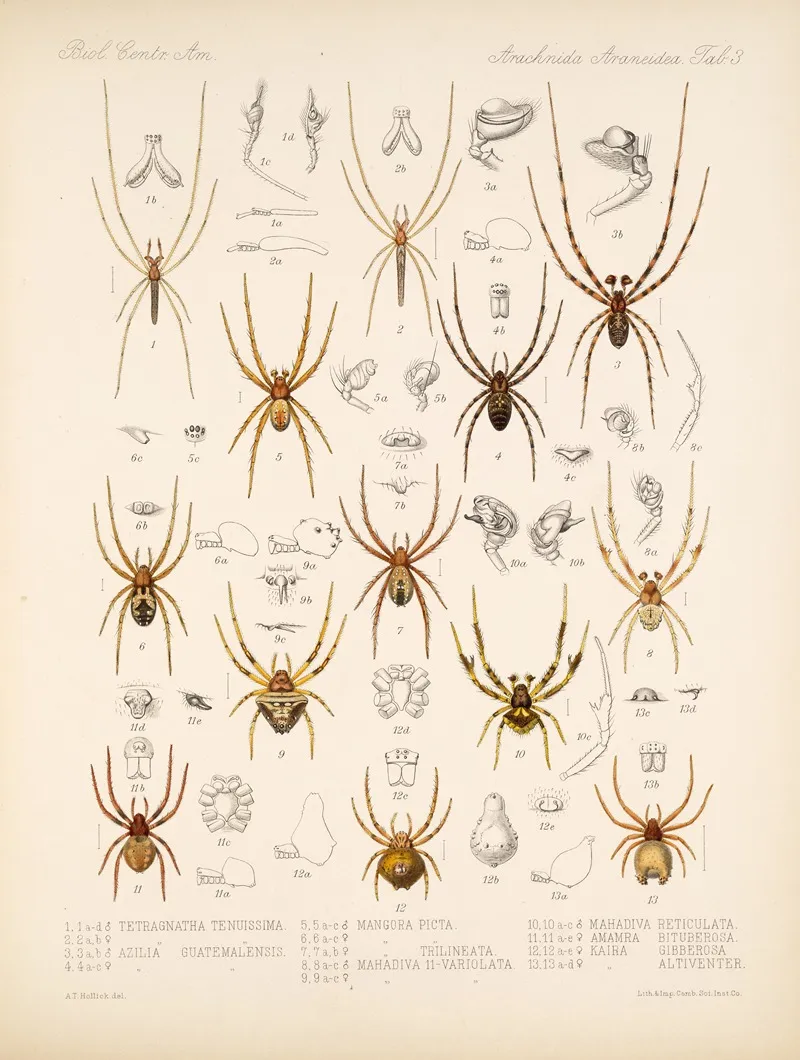 Arachnida Araneidea Pl 03 Wall Art by Frederick DuCane Godman - High-Resolution Digital Print