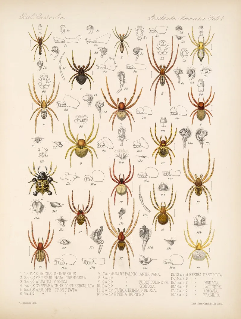 Arachnida Araneidea Pl 04 Wall Art by Frederick DuCane Godman - High-Resolution Digital Print