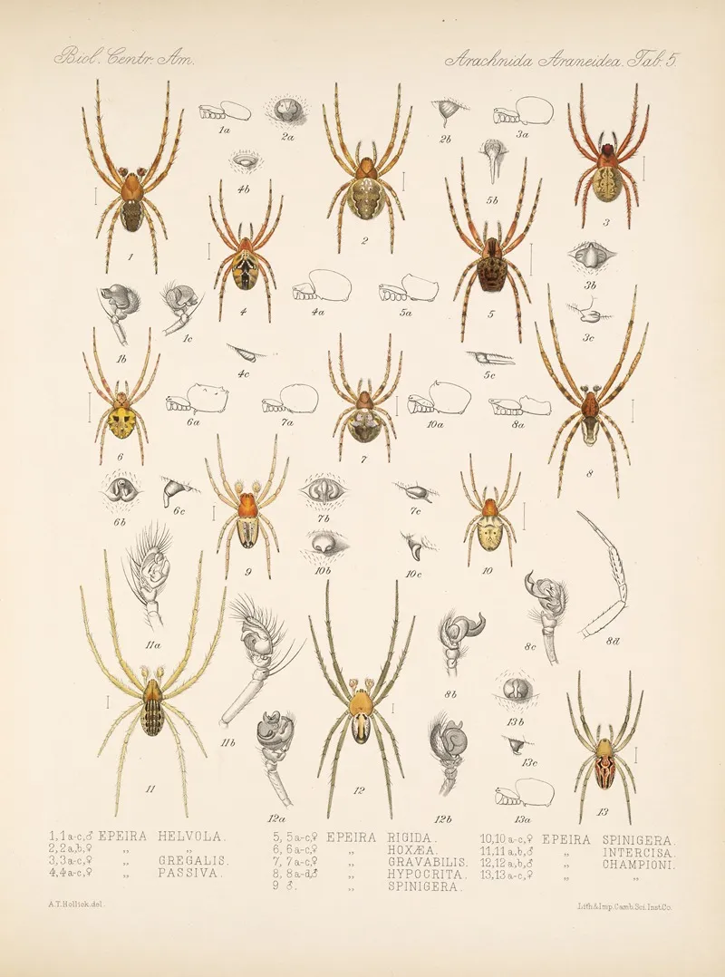 Arachnida Araneidea Pl 05 Wall Art by Frederick DuCane Godman - High-Resolution Digital Print