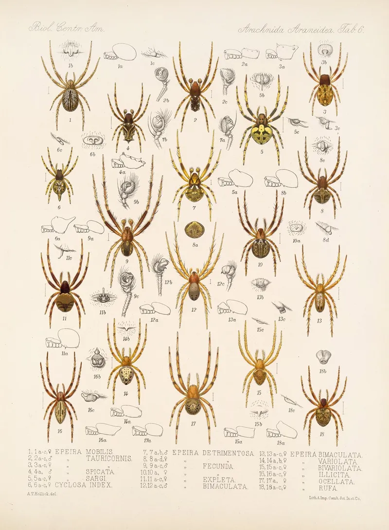 Arachnida Araneidea Pl 06 Wall Art by Frederick DuCane Godman - High-Resolution Digital Print