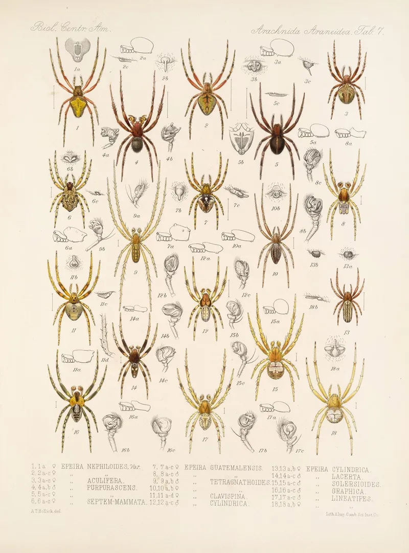 Arachnida Araneidea Pl 07 Wall Art by Frederick DuCane Godman - High-Resolution Digital Print