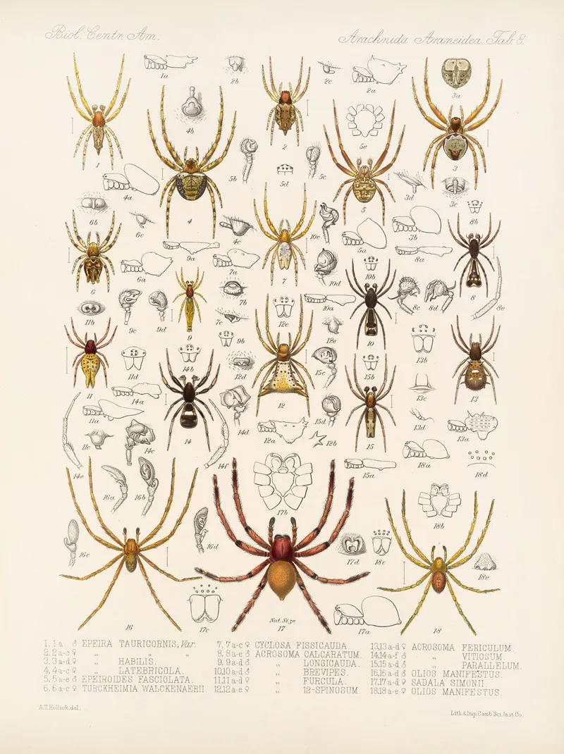 Arachnida Araneidea Pl 08 Wall Art by Frederick DuCane Godman - High-Resolution Digital Print