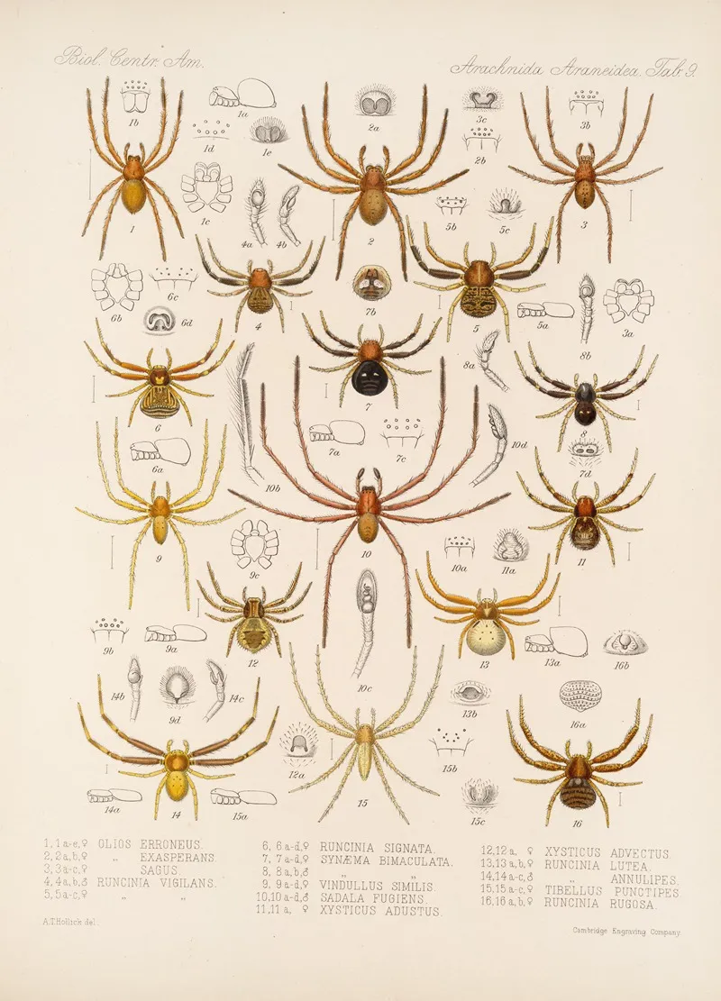 Arachnida Araneidea Pl 09 Wall Art by Frederick DuCane Godman - High-Resolution Digital Print