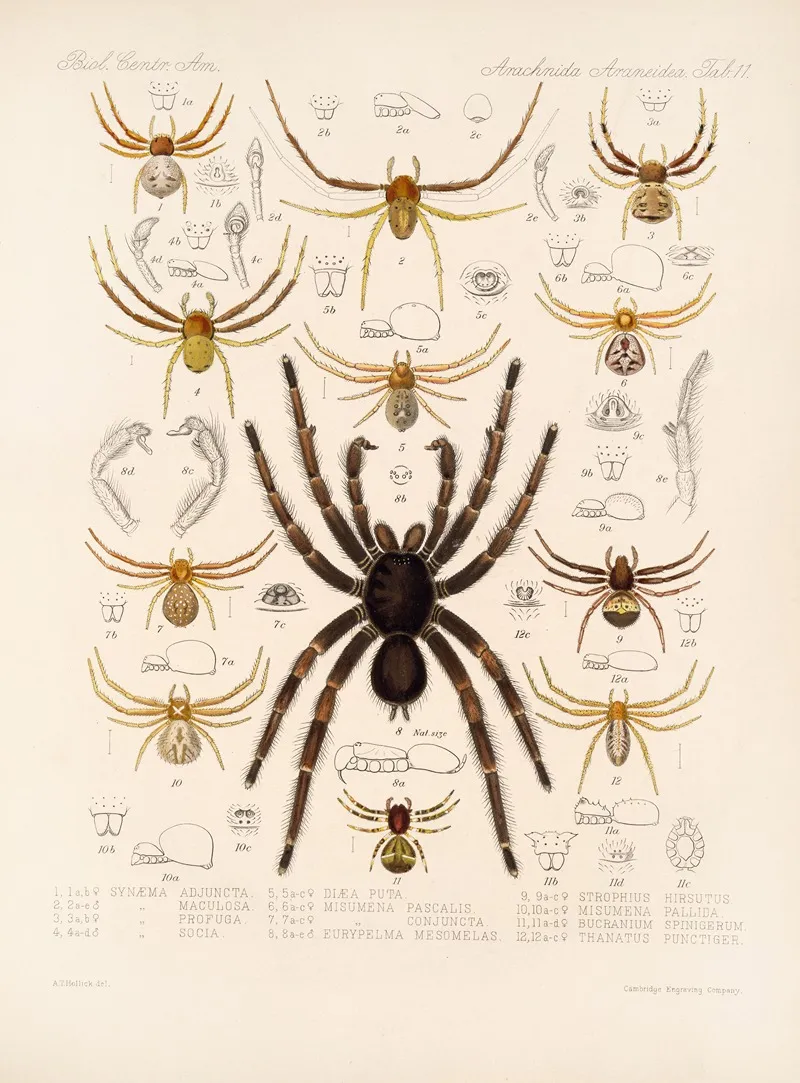 Arachnida Araneidea Pl 11 Wall Art by Frederick DuCane Godman - High-Resolution Digital Print
