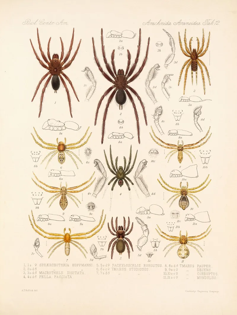 Arachnida Araneidea Pl 12 Wall Art by Frederick DuCane Godman - High-Resolution Digital Print