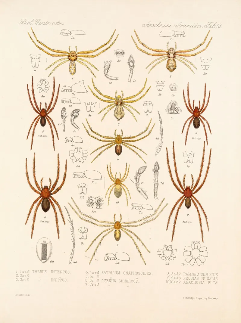 Arachnida Araneidea Pl 13 Wall Art by Frederick DuCane Godman - High-Resolution Digital Print