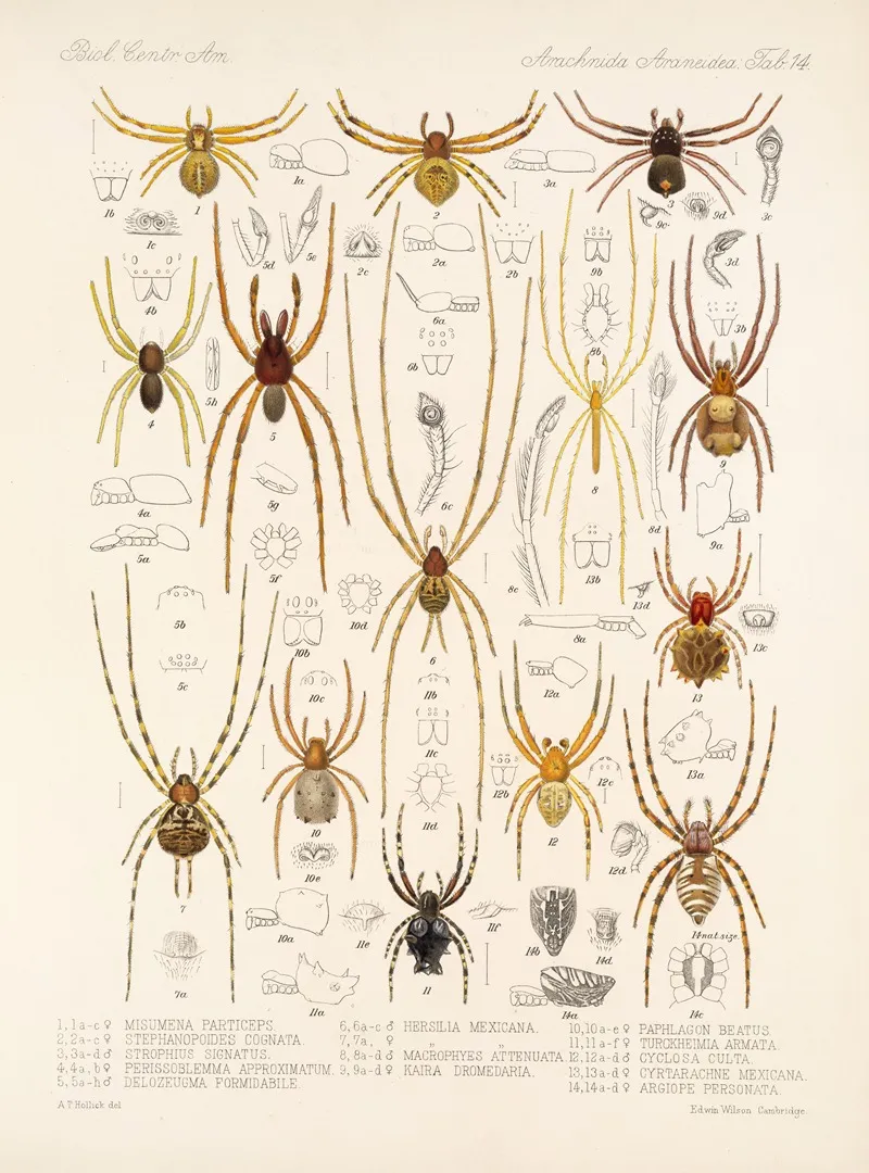 Arachnida Araneidea Pl 14 Wall Art by Frederick DuCane Godman - High-Resolution Digital Print