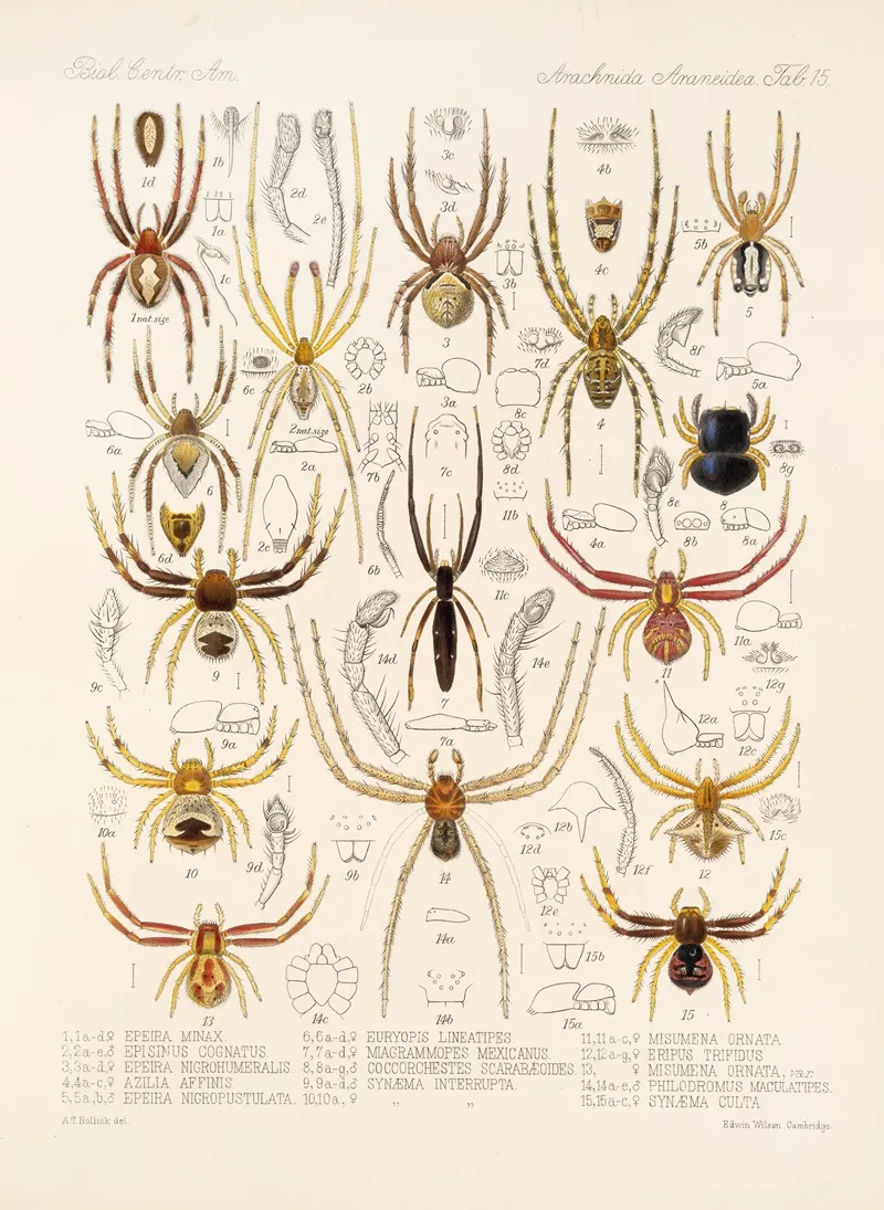 Arachnida Araneidea Pl 15 Wall Art by Frederick DuCane Godman - High-Resolution Digital Print