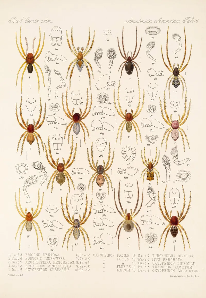 Arachnida Araneidea Pl 16 Wall Art by Frederick DuCane Godman - High-Resolution Digital Print