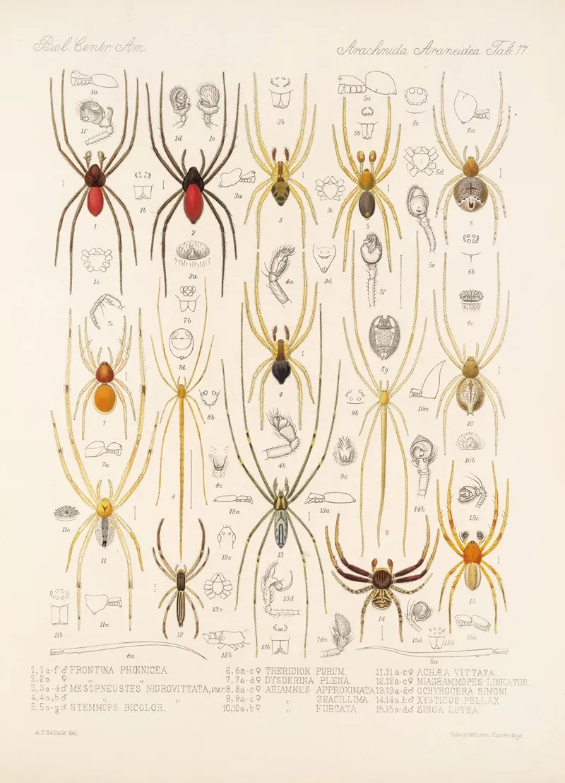 Arachnida Araneidea Pl 17 Wall Art by Frederick DuCane Godman - High-Resolution Digital Print