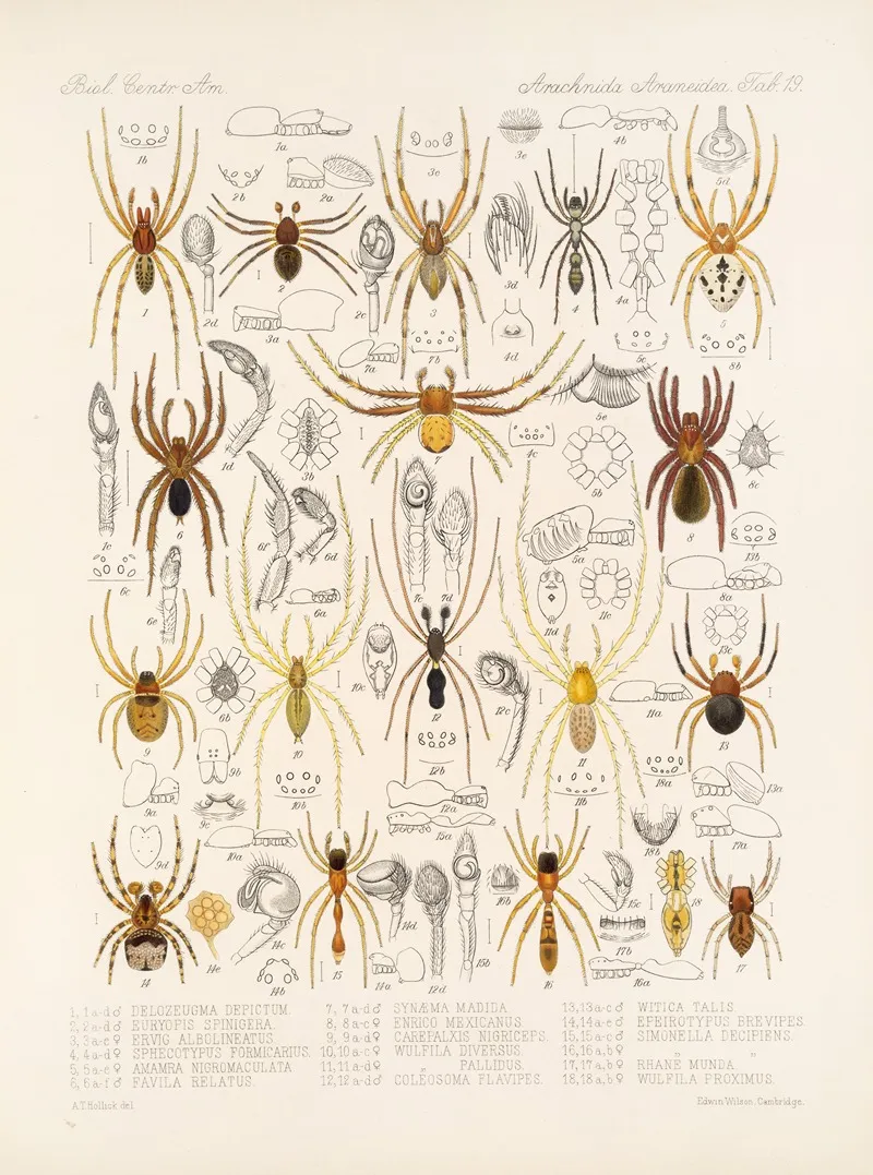 Arachnida Araneidea Pl 19 Wall Art by Frederick DuCane Godman - High-Resolution Digital Print