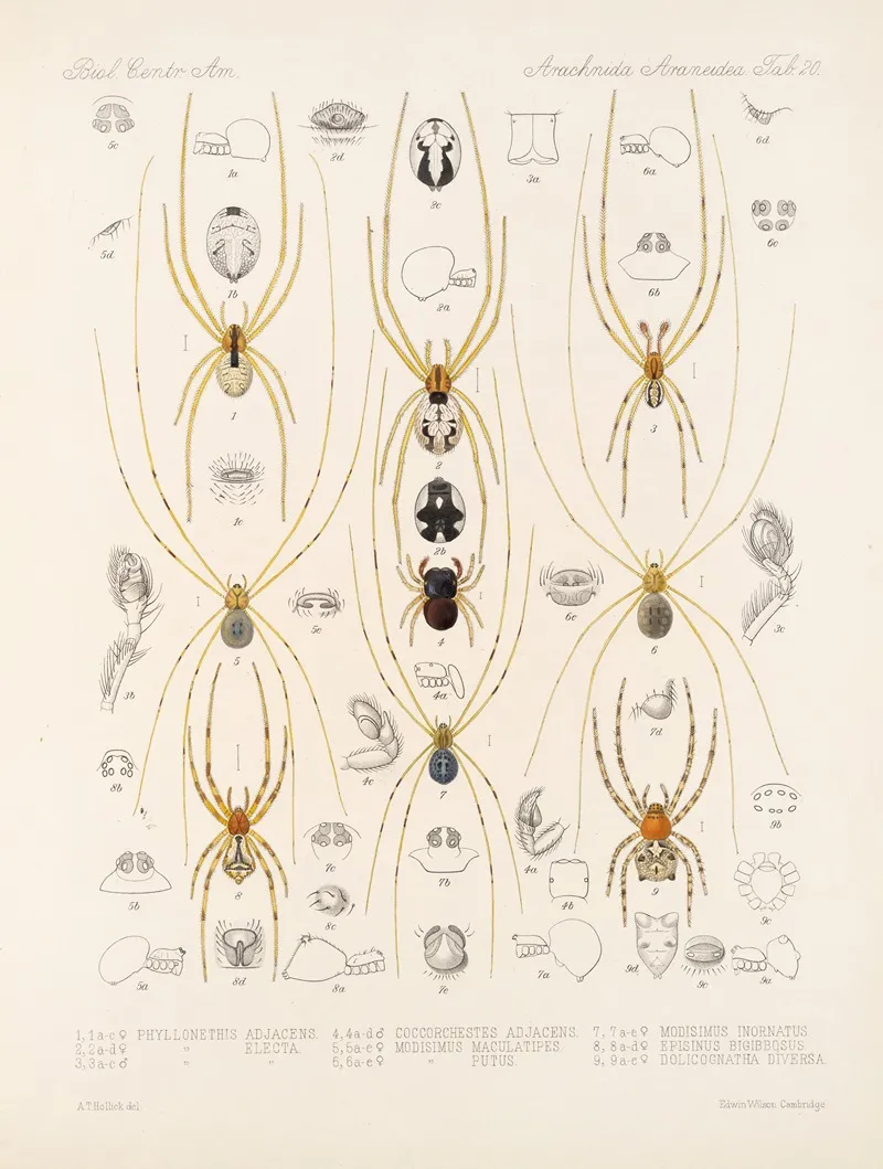 Arachnida Araneidea Pl 20 Wall Art by Frederick DuCane Godman - High-Resolution Digital Print