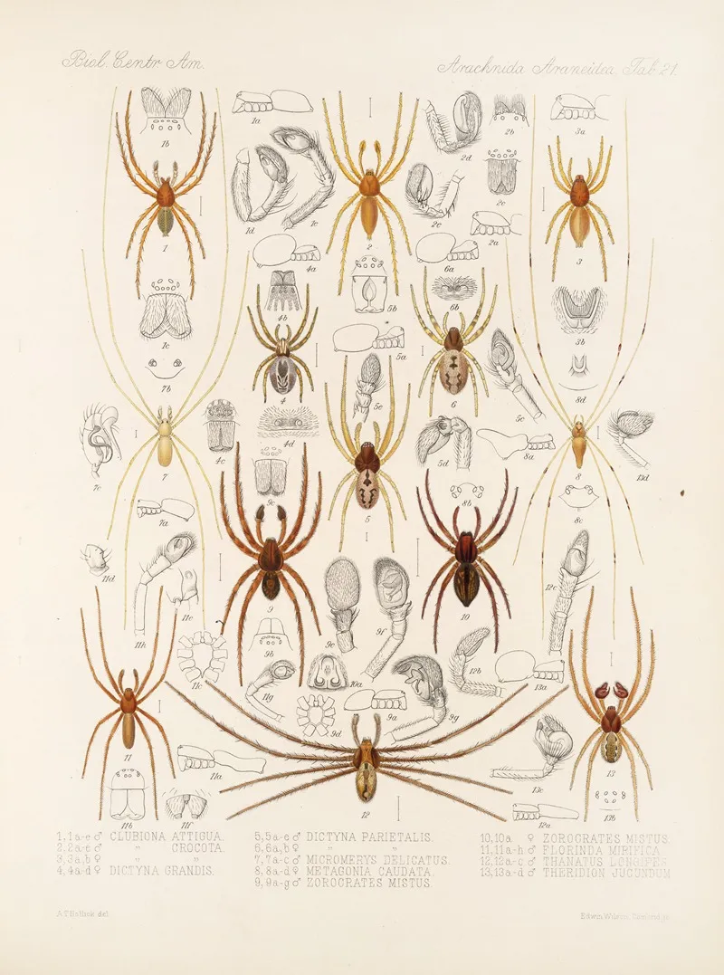 Arachnida Araneidea Pl 21 Wall Art by Frederick DuCane Godman - High-Resolution Digital Print