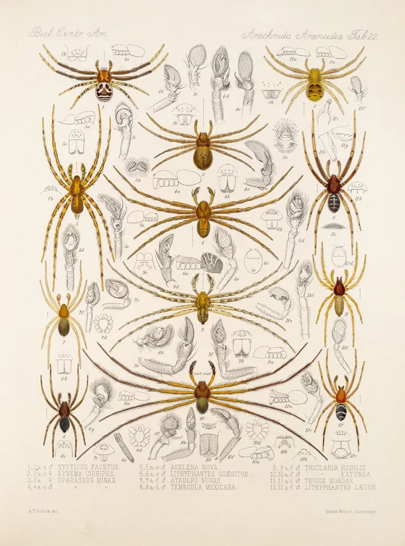 Arachnida Araneidea Pl 22 Wall Art by Frederick DuCane Godman - High-Resolution Digital Print