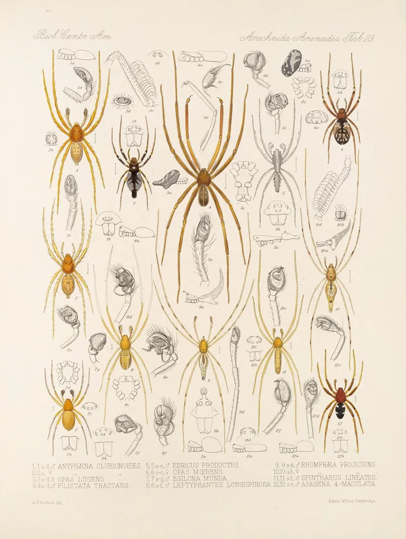 Arachnida Araneidea Pl 23 Wall Art by Frederick DuCane Godman - High-Resolution Digital Print