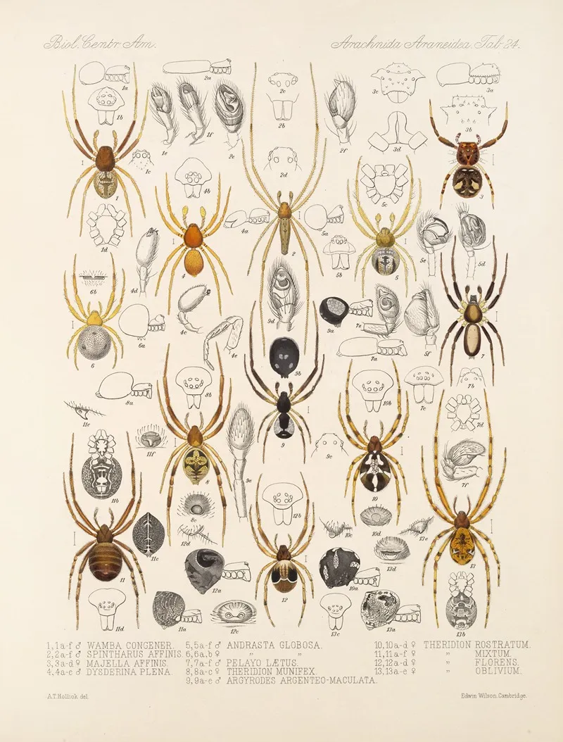 Arachnida Araneidea Pl 24 Wall Art by Frederick DuCane Godman - High-Resolution Digital Print