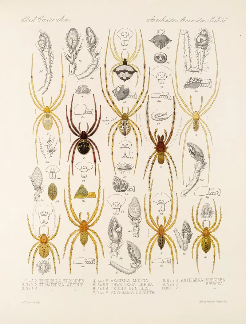 Arachnida Araneidea Pl 25 Wall Art by Frederick DuCane Godman - High-Resolution Digital Print