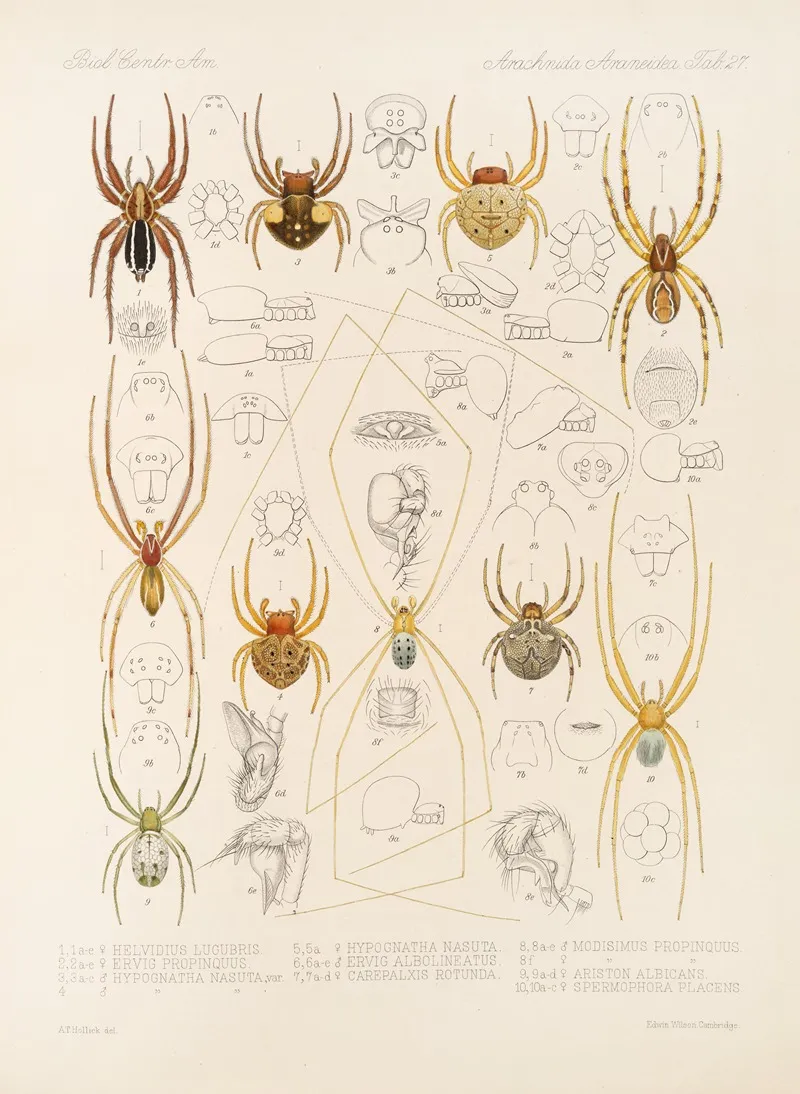 Arachnida Araneidea Pl 27 Wall Art by Frederick DuCane Godman - High-Resolution Digital Print