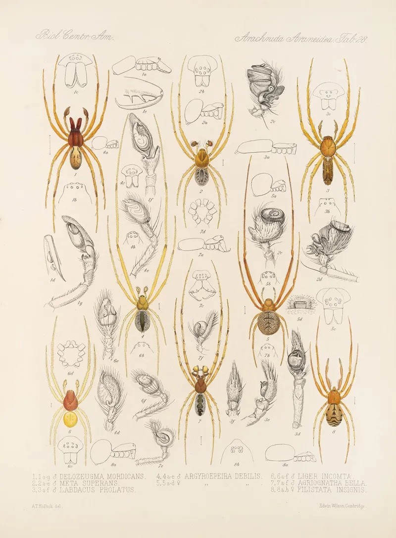 Arachnida Araneidea Pl 28 Wall Art by Frederick DuCane Godman - High-Resolution Digital Print