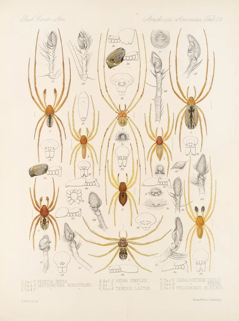 Arachnida Araneidea Pl 29 Wall Art by Frederick DuCane Godman - High-Resolution Digital Print