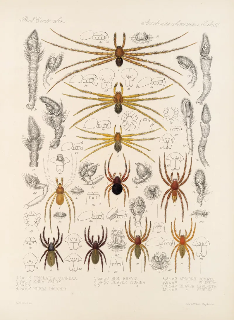 Arachnida Araneidea Pl 30 Wall Art by Frederick DuCane Godman - High-Resolution Digital Print